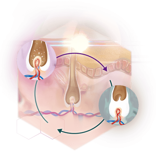 Informationgraphic growth hair cycles